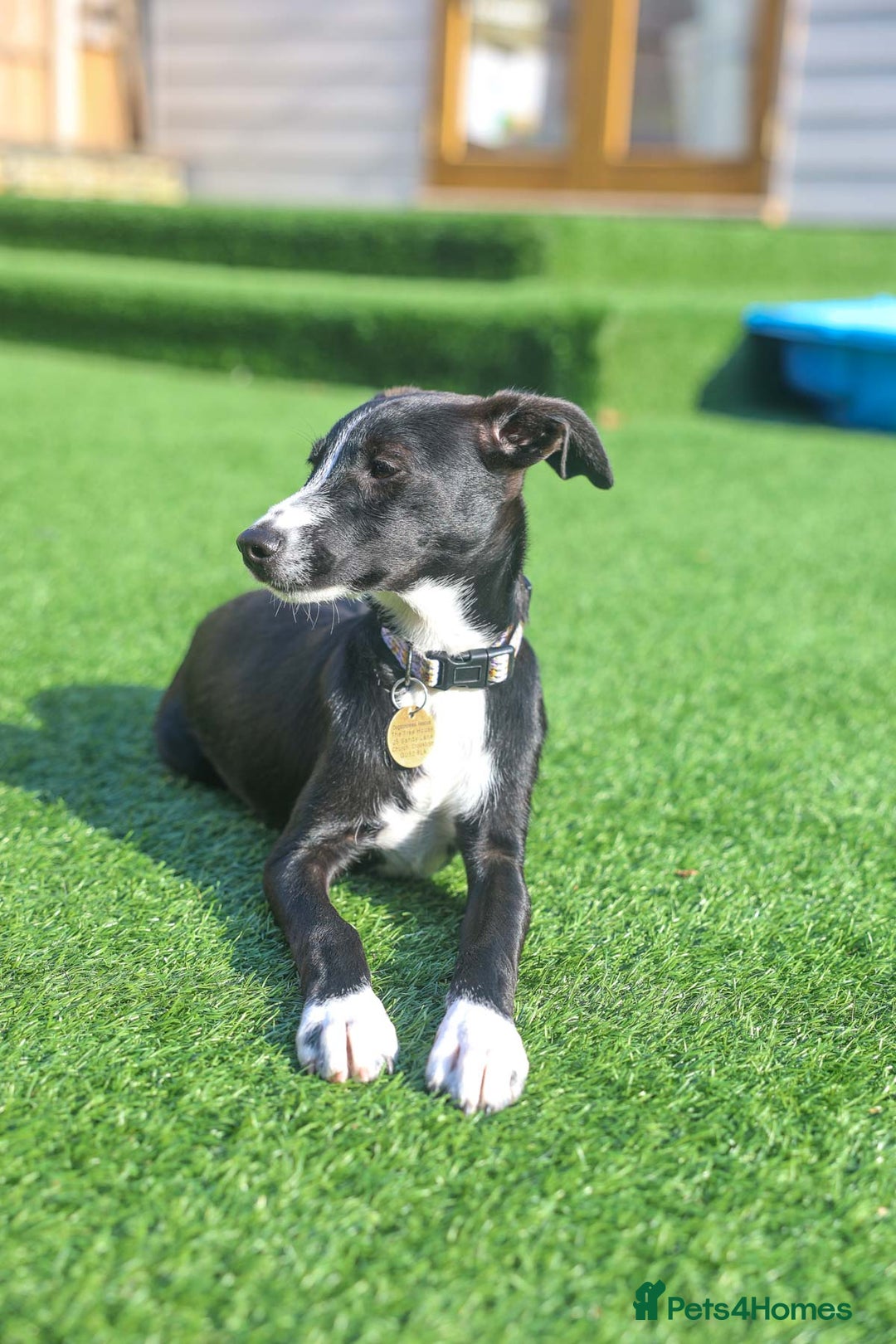 Mixed Breed dogs for adoption: Delightful Dolly - Image 19