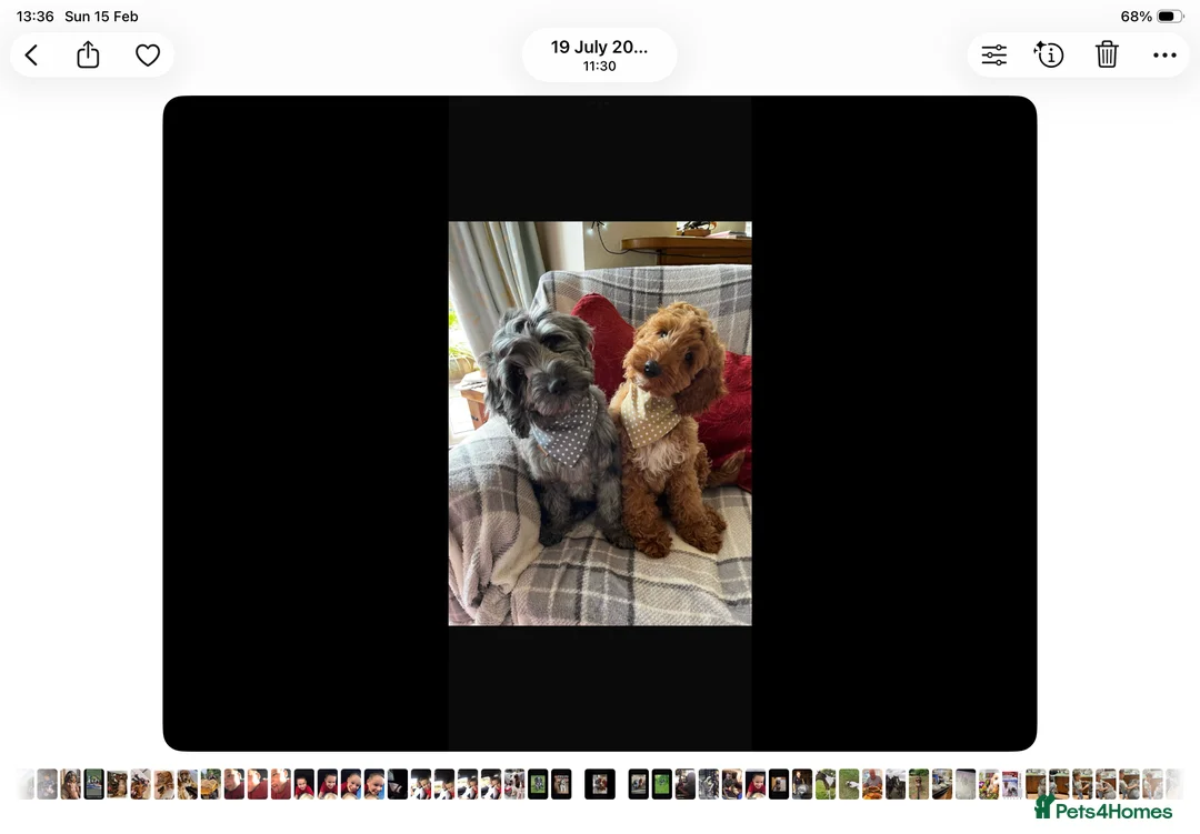 Cockapoo dogs for sale: QUALITY COCKERPOO PUPS .HEALTH TESTED 5 star  - Advert 9