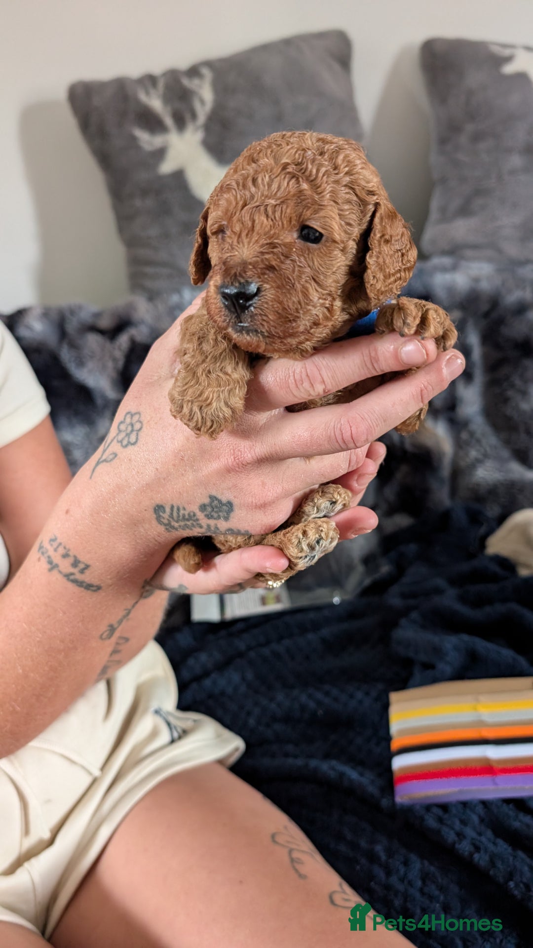 Cavapoo dogs for sale: Beautiful Cavapoo X toy poodle puppies  - Image 25