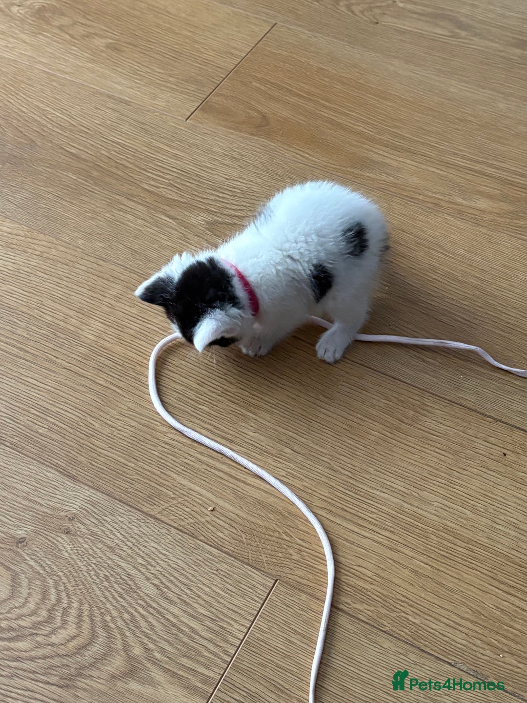 Ragdoll cats for sale: Ragdoll cross  - Image 8