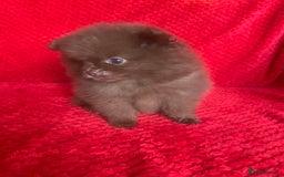 Pomeranian dogs for sale: 3 CHOCOLATE BROWN BEAR POMERANIAN PUPPY’S - Image 17