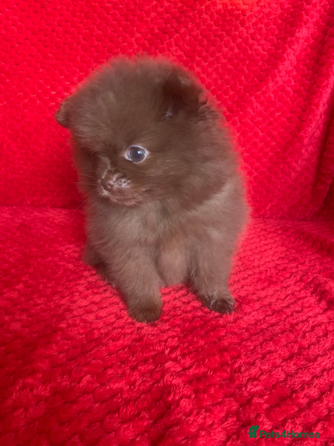 Pomeranian dogs for sale: 3 CHOCOLATE BROWN BEAR POMERANIAN PUPPY’S - Image 17