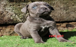 Cane Corso dogs for sale: 5 beautiful cane corso puppies  - Image 6