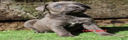 Cane Corso dogs for sale: 2 beautiful cane corso puppies  - Advert 15