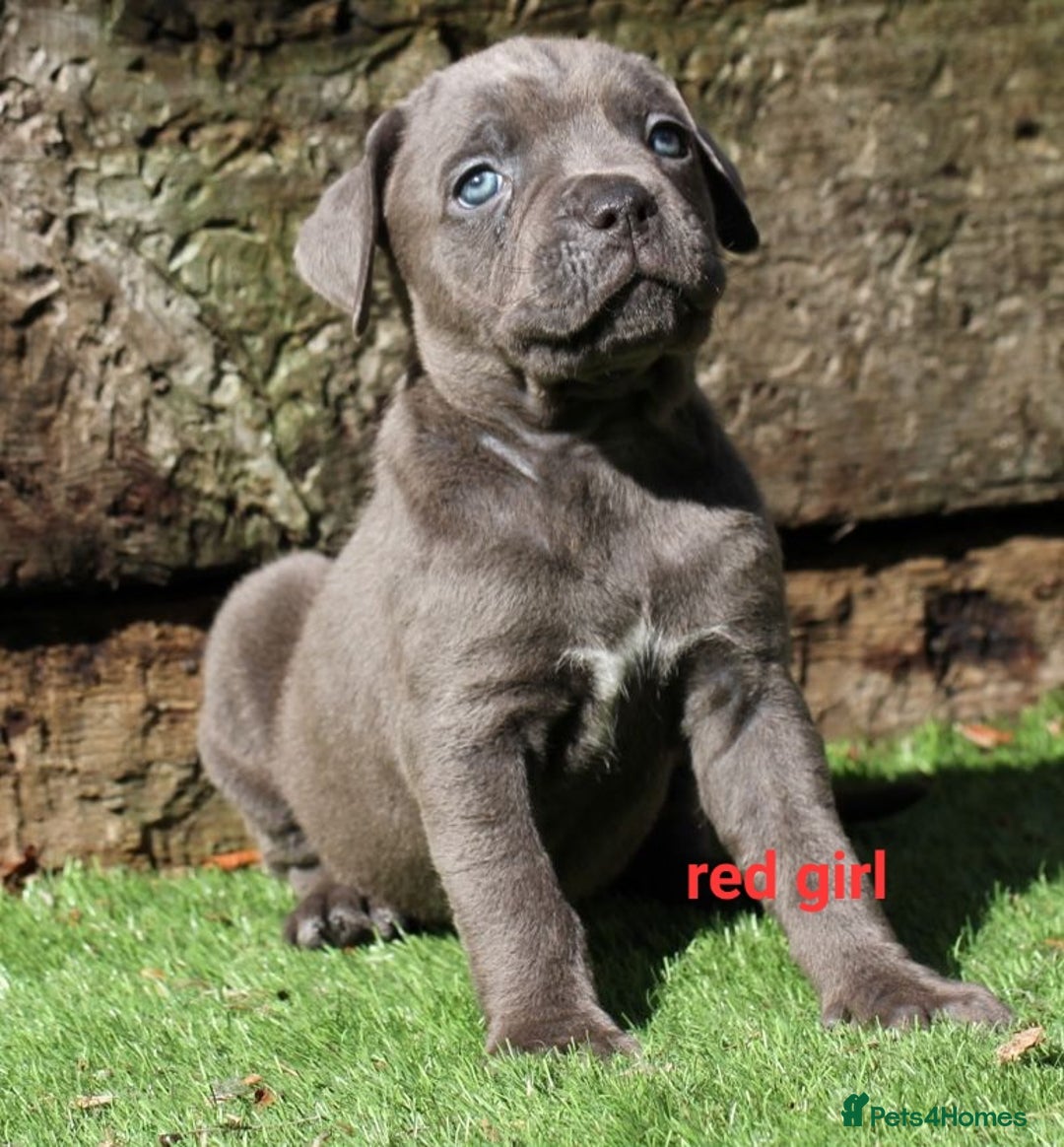 Cane Corso dogs for sale: 5 beautiful cane corso puppies  - Image 6