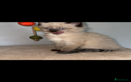 Ragdoll cats for sale: Gorgeous Ragdoll x British Shorthair Kittens  - Image 8