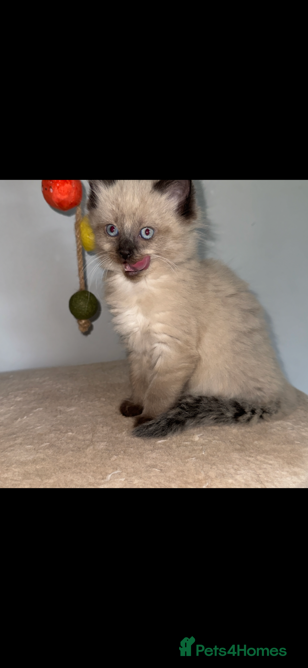 Ragdoll cats for sale: Gorgeous Ragdoll x British Shorthair Kittens  - Image 8