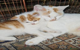 Domestic Shorthair cats for sale: Mom and kitten for sale - Image 4