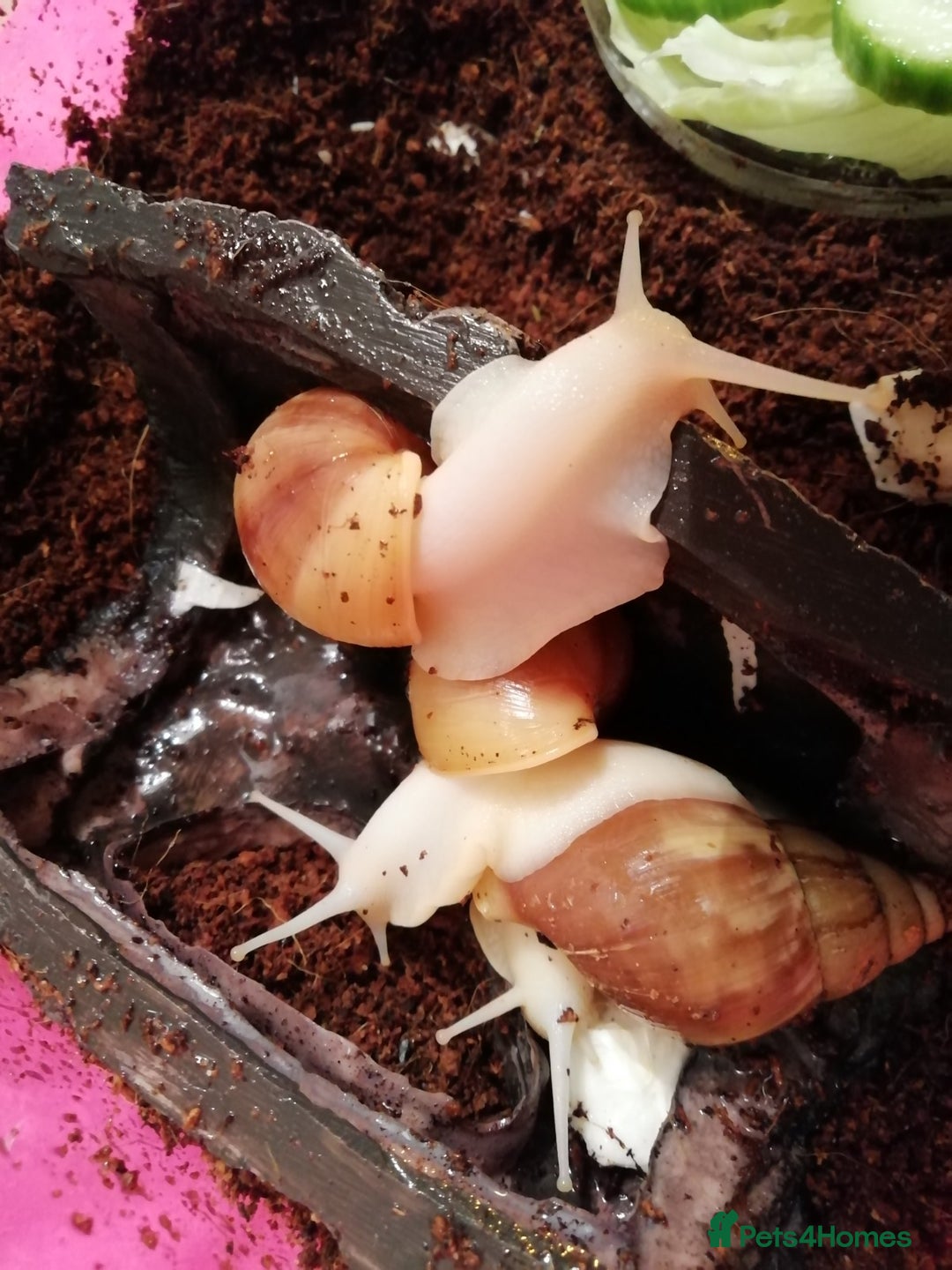 Slugs invertebrates for sale: Albino Achatina Fulica - Image 6
