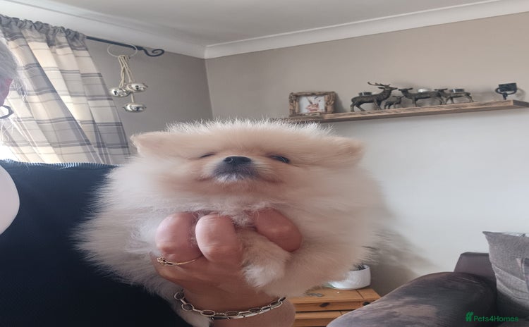 Pomeranian dogs - Advert 1