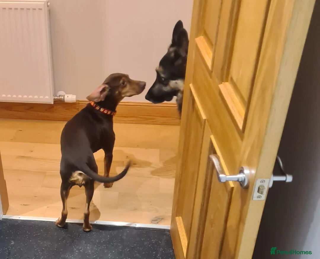 Mixed Breed dogs for adoption: Sienna is looking for her forever family  - Advert 4