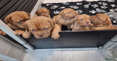 Dogue De Bordeaux dogs READY TO VIEW!! Stunning Dogue De Bordeaux Puppies - Advert 16