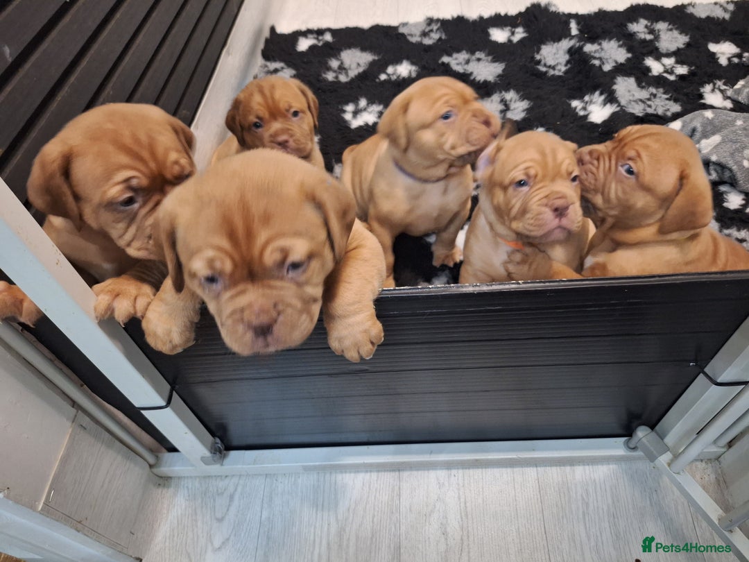 Dogue De Bordeaux dogs for sale: READY TO LEAVE! Stunning Dogue De Bordeaux Puppies - Advert 6