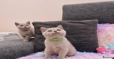 British Shorthair cats - Advert 13