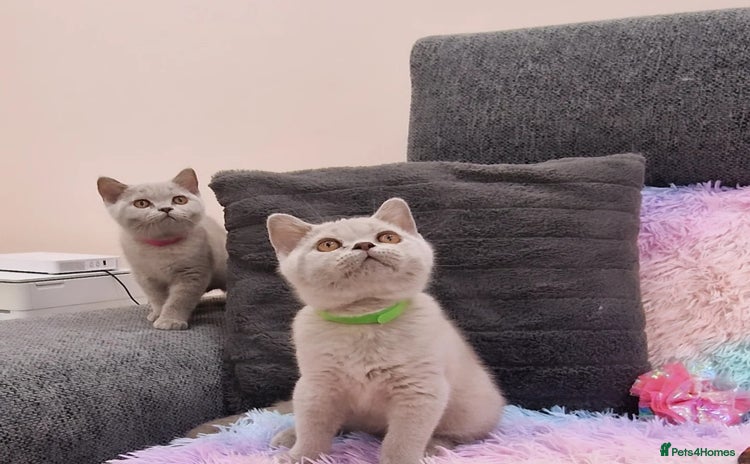 British Shorthair cats - Advert 2