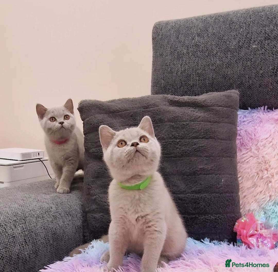 British Shorthair cats for sale: British Shorthair Lilac kittens  - Image 2