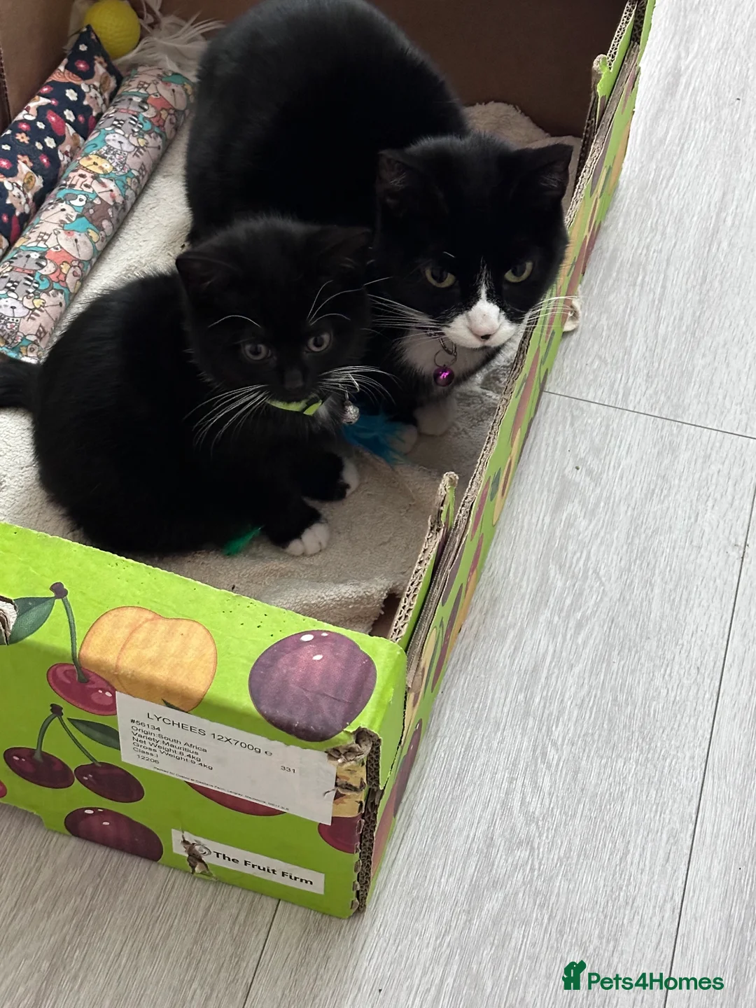 British Shorthair cats for sale: Adorable  - Advert 2