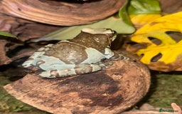 Frog reptiles for sale: 3 Milk Frogs &  **  Bio Set up  - Advert 3