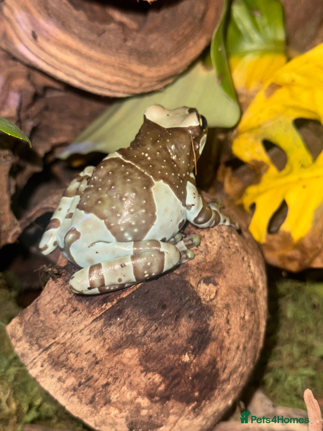 Frog reptiles for sale: 3 Milk Frogs &  **  Bio Set up  - Advert 3