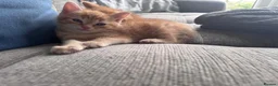 Munchkin cats for sale: Ginger kittens munchkin cross in Robertsbridge - Advert 6