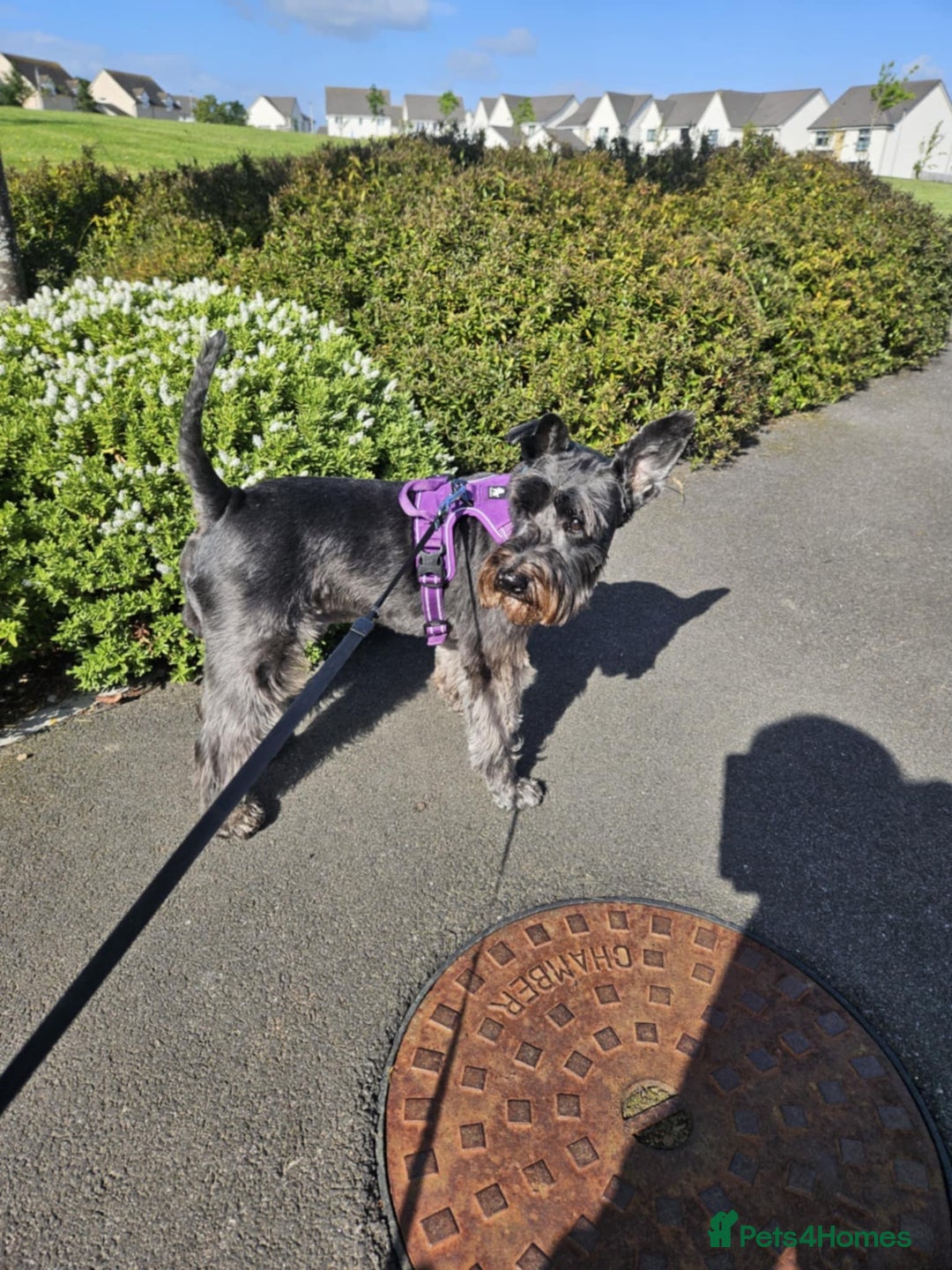 Miniature Schnauzer dogs for stud: Miniature Schnauzer Proven Stud - Image 3