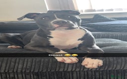 Mixed Breed dogs for sale: Rosie looking for a new forever home  - Image 4