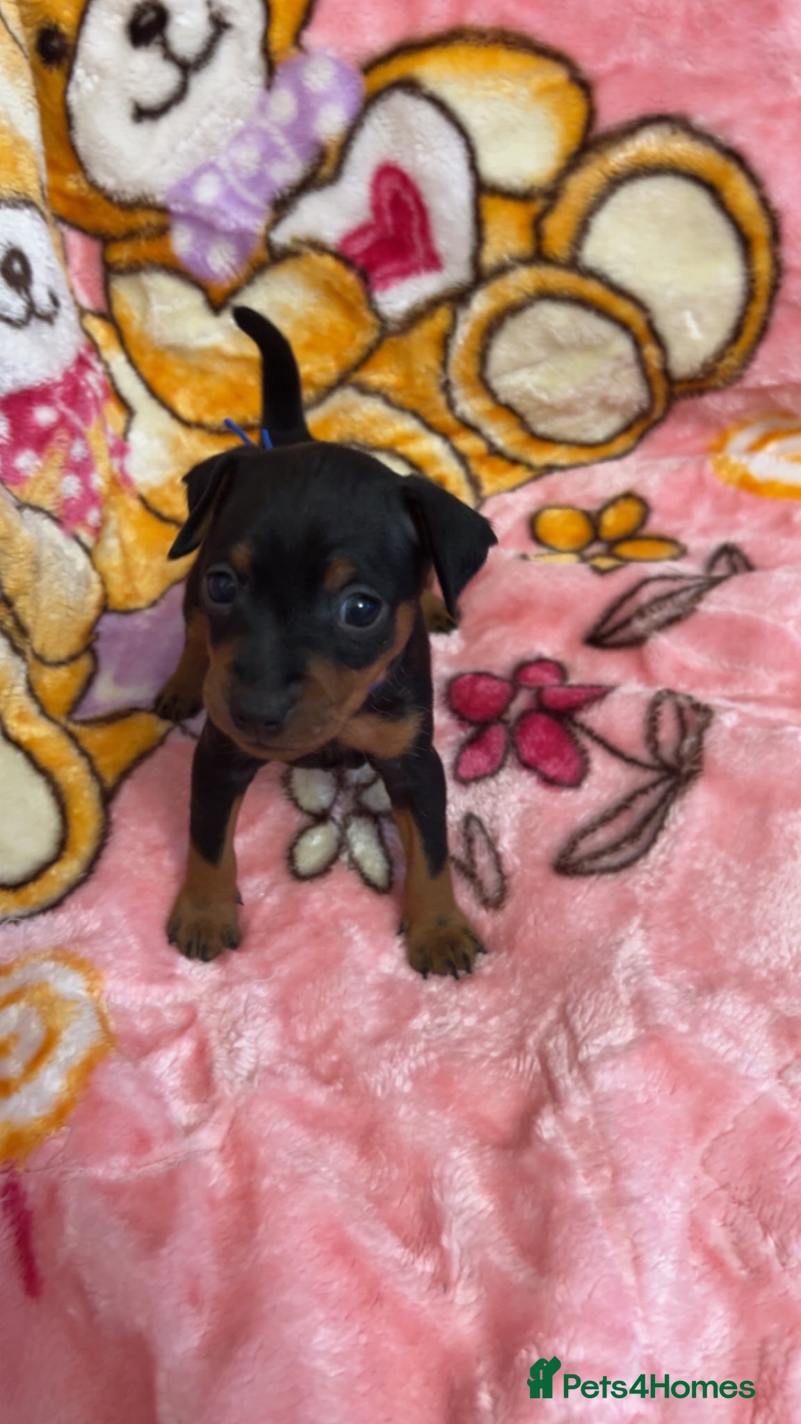 Miniature Pinscher dogs 5 beautiful pinscher babies  - Advert 2