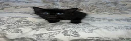 Mixed Breed cats for sale: Girl Kittens Ready for loving homes  - Advert 16
