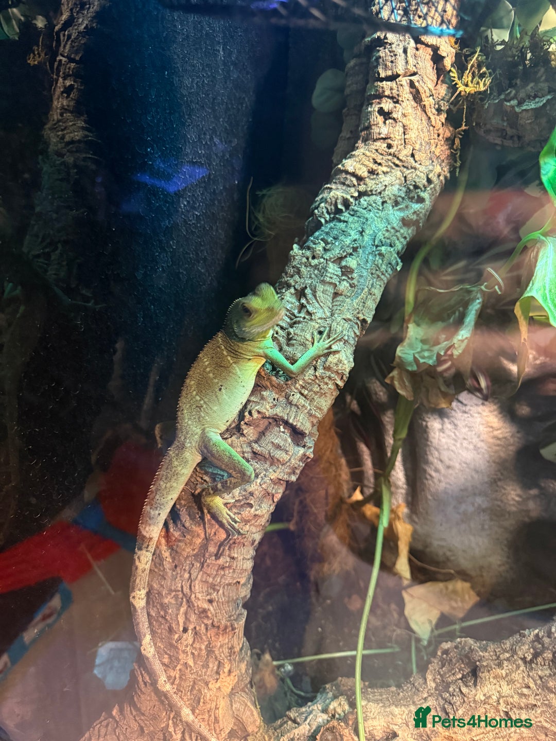 Lizard reptiles for sale: Chinese water dragon and vivarium - Advert 3