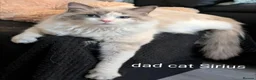Ragdoll cats for sale: Ragdoll Kitten *GCCF*  - Advert 2