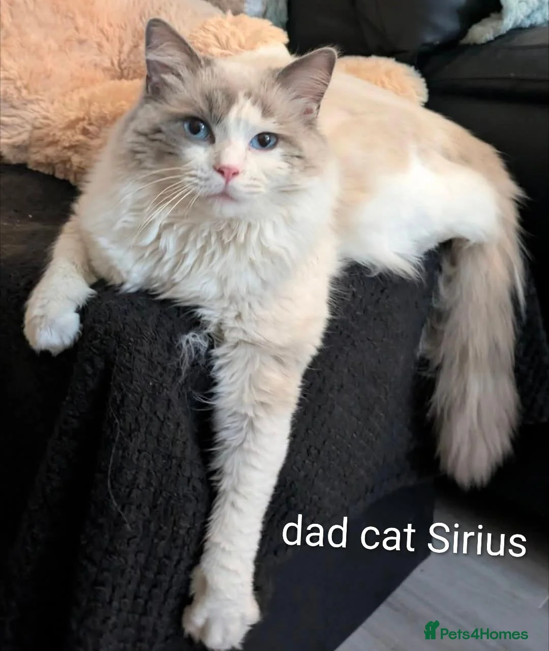 Ragdoll cats for sale: Ragdoll Kitten *GCCF*  - Advert 2