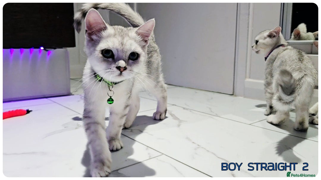 Scottish Fold cats for sale: Scotish Fold Kittens (Delivery available) - Image 17