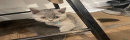 British Shorthair cats for sale:  British shorthair kittens Pedigree registered - Advert 26