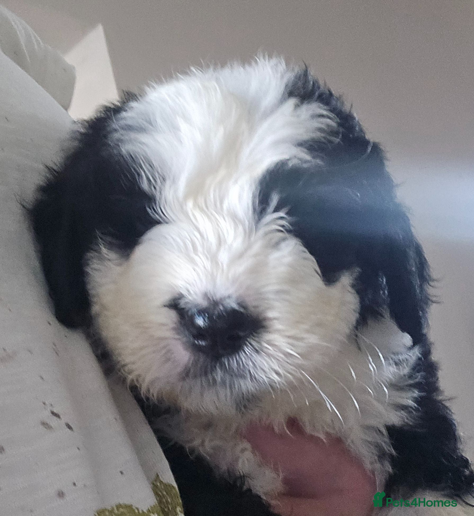 Bernese Mountain Dog dogs Old English sheepdog X bernese mountain 000 - Advert 9