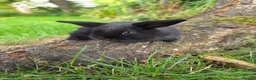 Mini Lop rabbits for sale: Two Beautiful Boy Mini Lop Rabbits - Advert 3