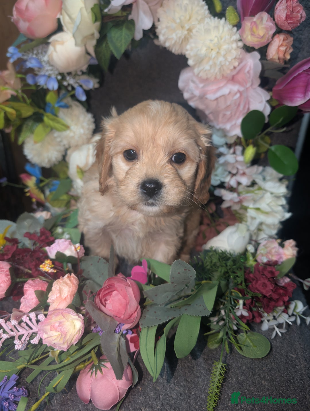 Cavapoo dogs for sale: Cavapoo F1  - Advert 4