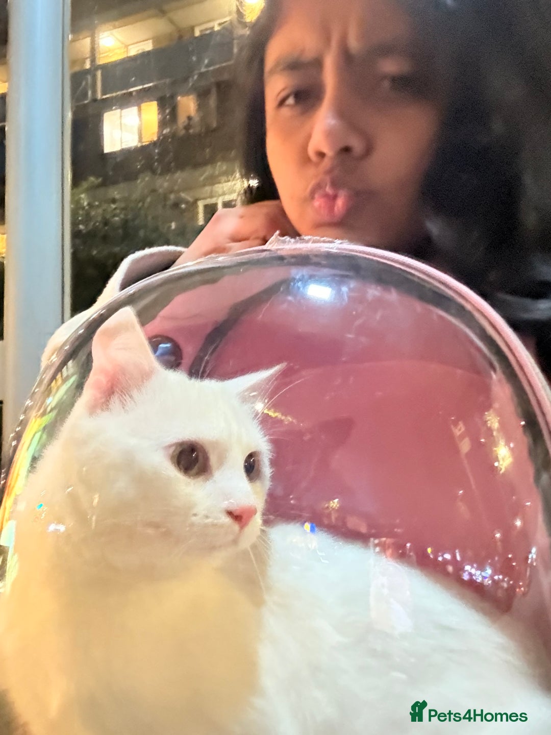 Turkish Angora cats for sale: Meet Niko  White Turkish Angora Very Affectionate  - Image 5