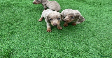 Miniature Dachshund dogs - Advert 4