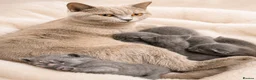 British Shorthair cats for sale: 💙Blue point BSH Kitten-Premium Quality 💙 - Advert 1