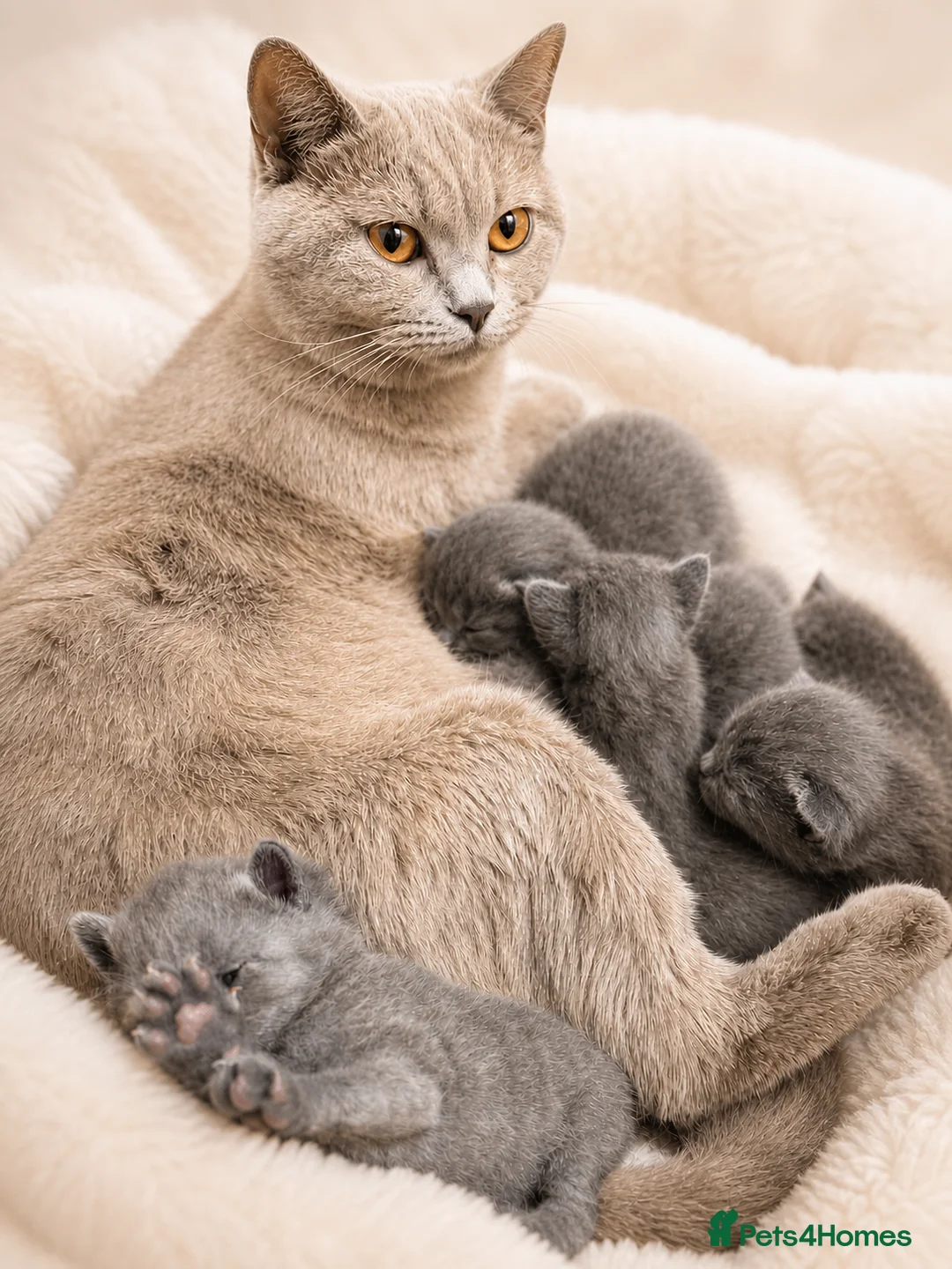British Shorthair cats for sale: 💙Blue point BSH Kitten-Premium Quality 💙 - Advert 1