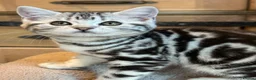 British Shorthair cats for sale: British Shorthair Silver Tabby Girl **ready now*** - Advert 1