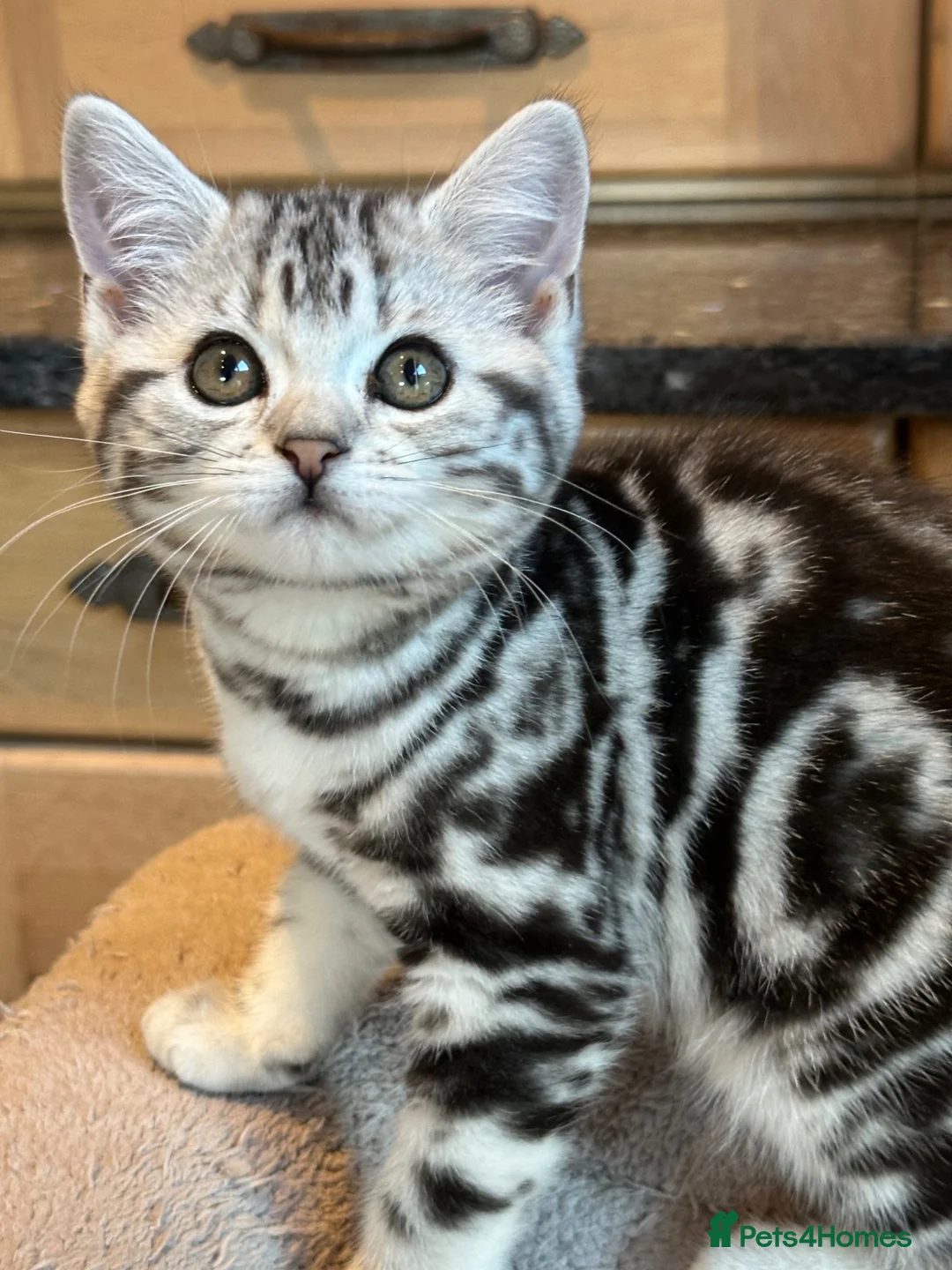 British Shorthair cats for sale: British Shorthair Silver Tabby Girl **ready now*** - Advert 1