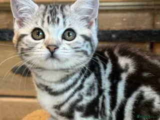 British Shorthair cats British Shorthair Silver Tabby & Chocolate Tabby - Advert 1