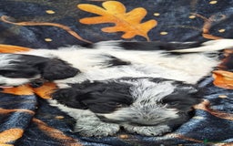 Poochon dogs for sale: 2 beautiful poochon girls - Image 8