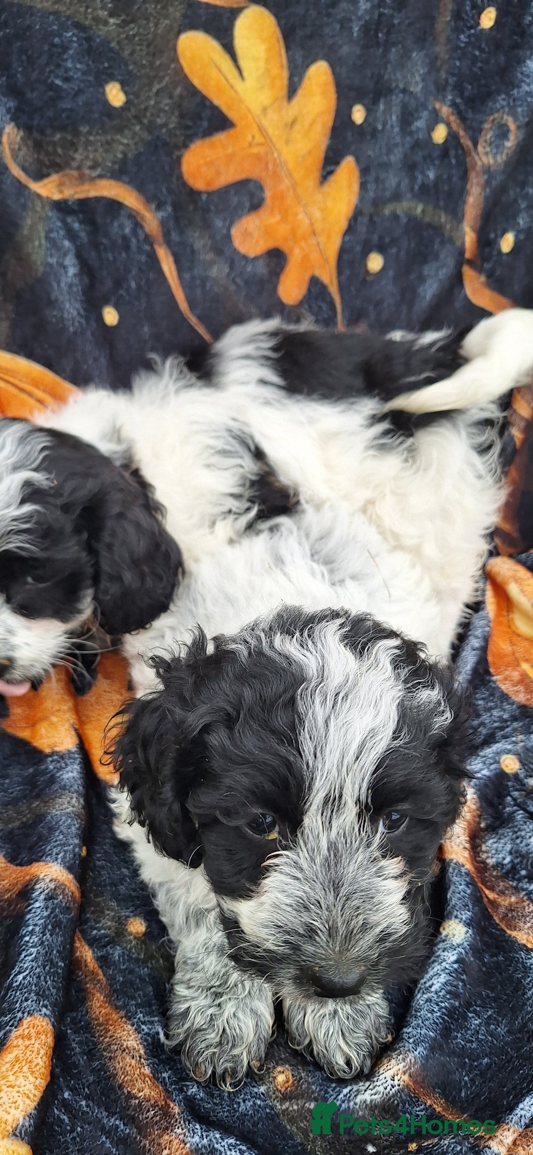 Poochon dogs for sale: 2 beautiful poochon girls - Image 8