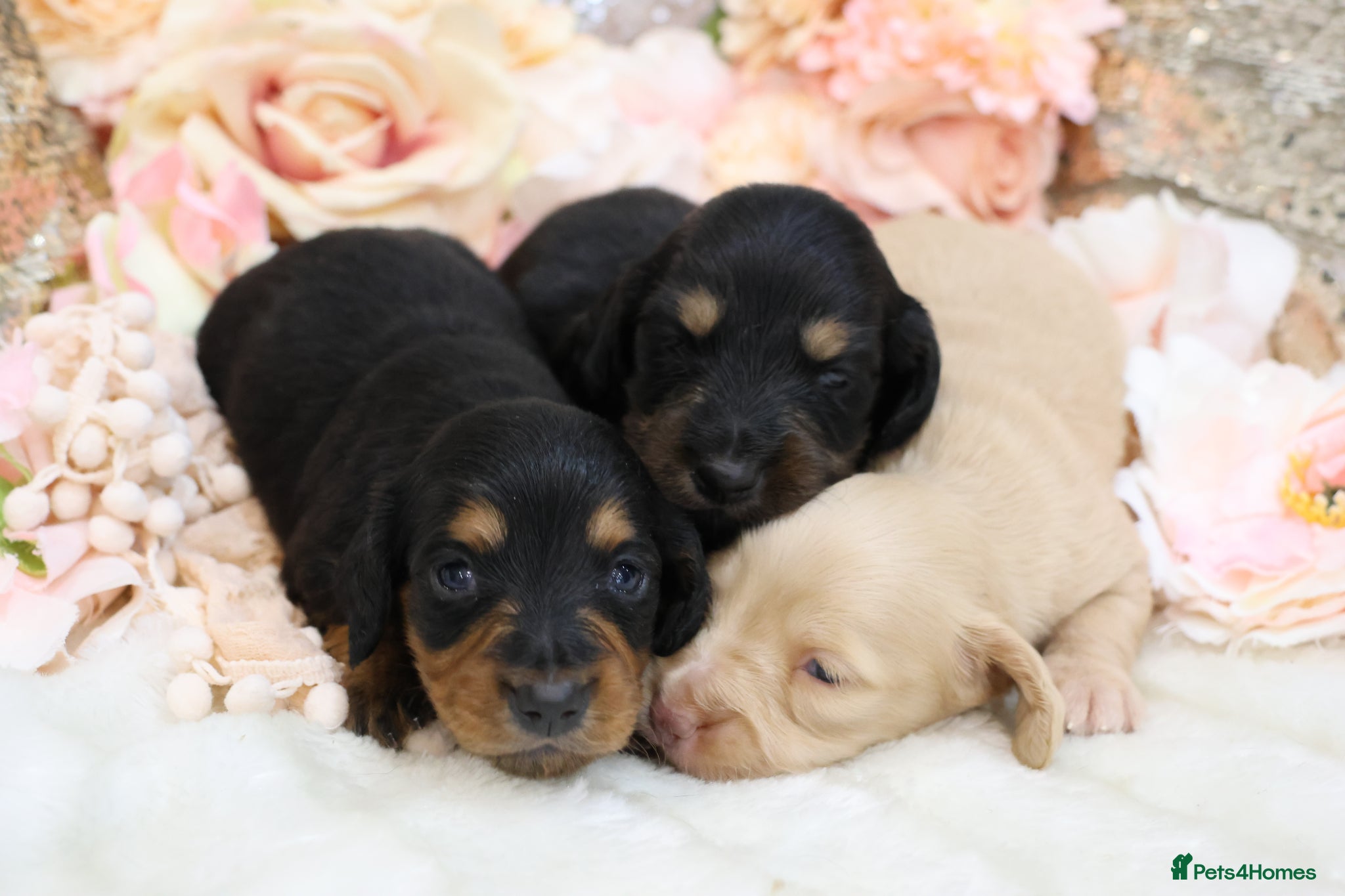 Miniature Dachshund dogs KC Miniature Dachshund Longhair Puppies - Advert 5