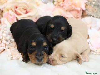 Miniature Dachshund dogs KC Miniature Dachshund Longhair Puppies - Advert 5