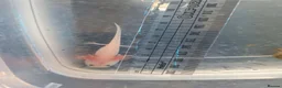 Axolotl reptiles for sale: Baby axolotls  in Peterborough - Advert 4