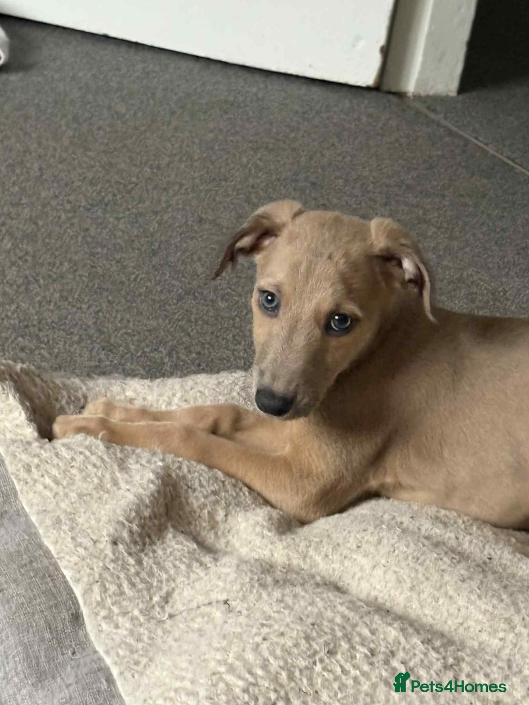 Mixed Breed dogs for sale: Bedlington X whippet  - Advert 4