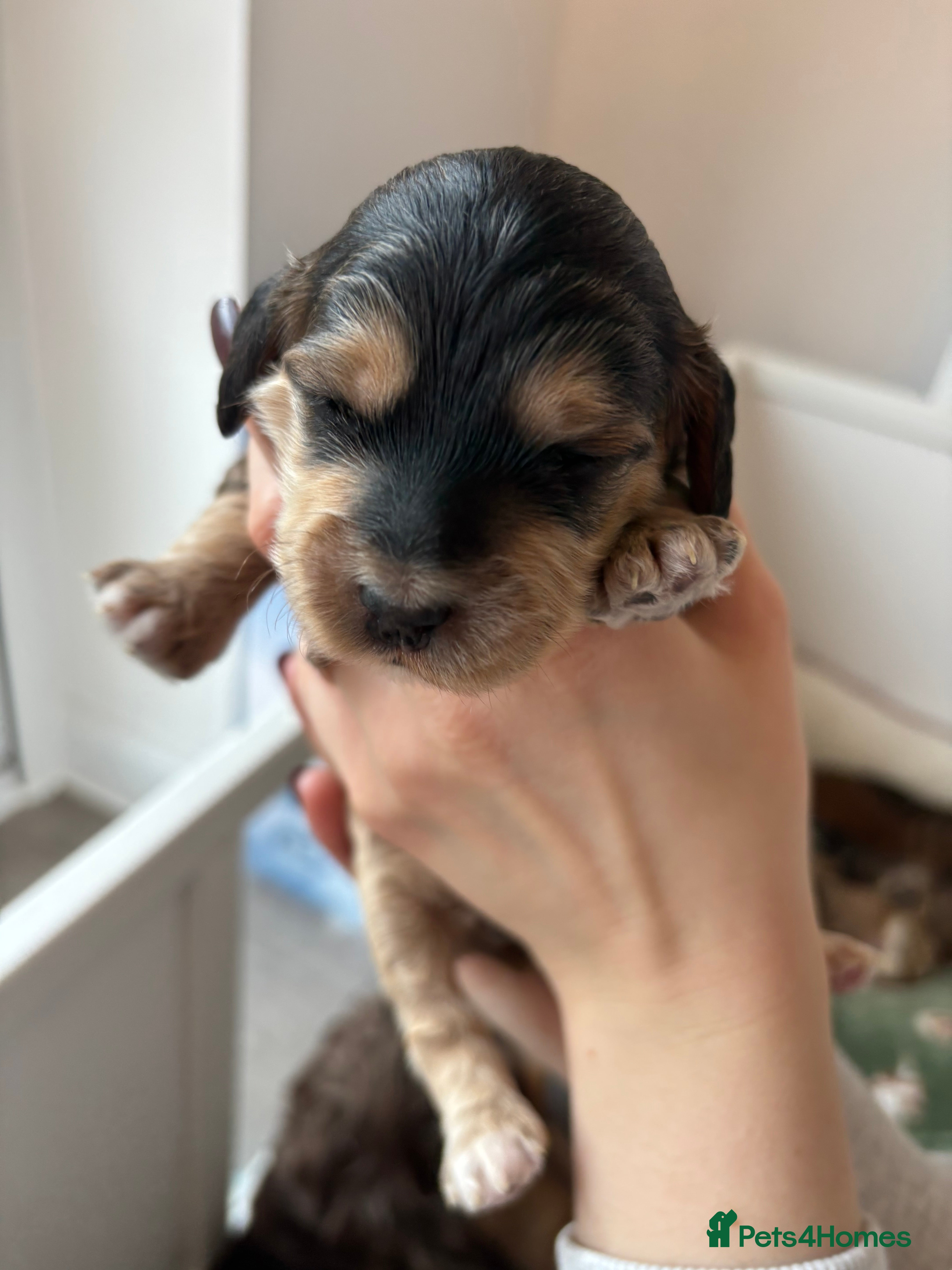 Cockapoo dogs 🌟 2 left Premium F1 Miniature Cockapoo Puppies 🌟 - Advert 11